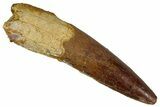 Fossil Spinosaurus Tooth - Real Dinosaur Tooth #354780-1